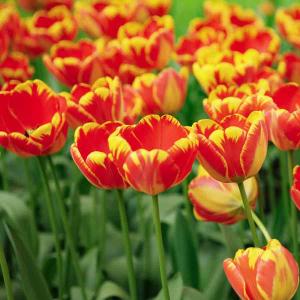 Tulipe Banja Luka (x8)